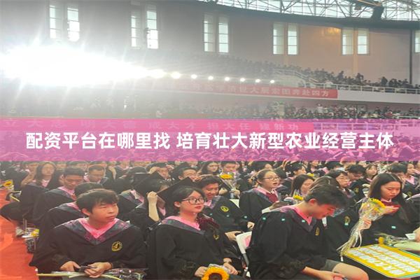 配资平台在哪里找 培育壮大新型农业经营主体